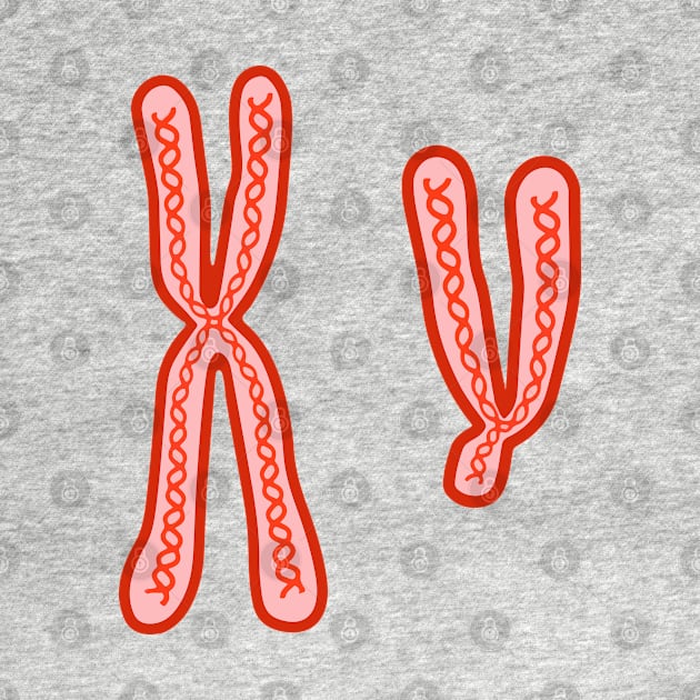 X and Y Chromosomes by labstud